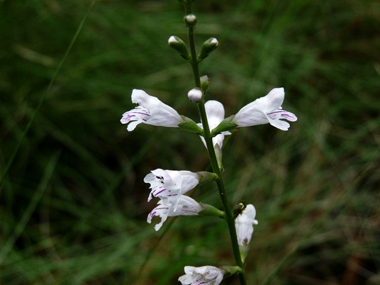 {Physostegia godfreyi}